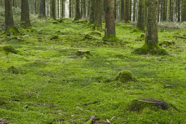 Egy Erdő Fákkal Csonkokkal Mohával Borított Erdei Padlóval Szétszórt Fényben — Stock Fotó