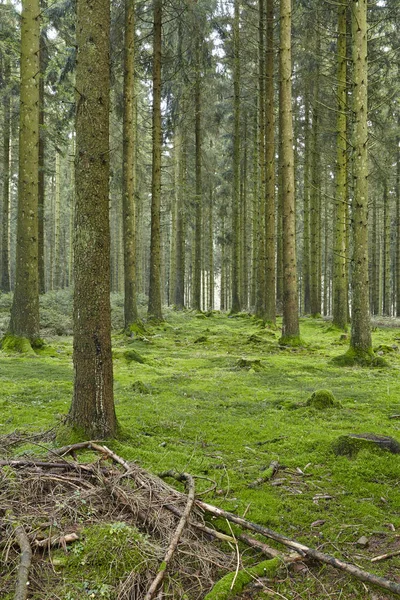 Ліс Деревами Грудками Покритою Мохом Лісова Підлога Взята Розсіяному Світлі — стокове фото