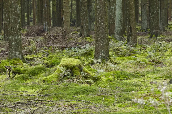 Une Forêt Avec Des Arbres Moignon Recouvert Mousse Pris Lumière — Photo