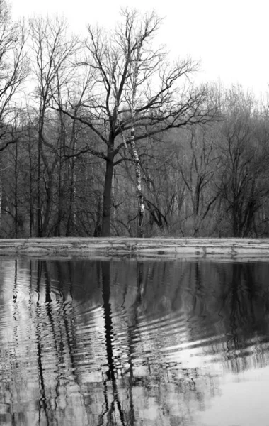 Bäume Spiegeln Sich Einem Teich Vor Dem Hintergrund Des Grauen — Stockfoto
