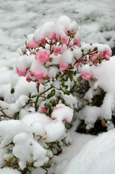 花の花びらバラの花を咲かせ — ストック写真