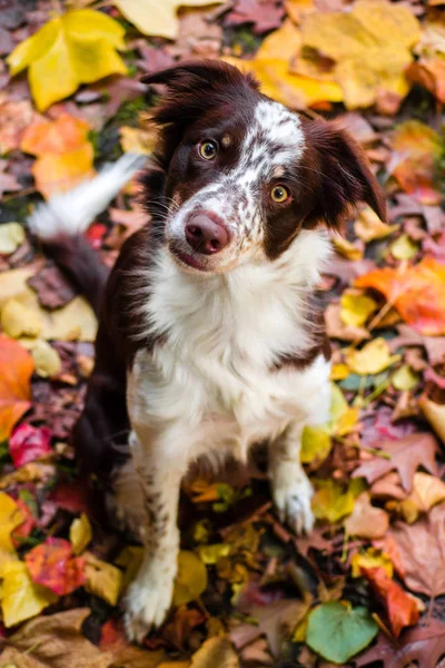 Grens Collie Raszuivere Huisdier Hond Huisdier — Stockfoto