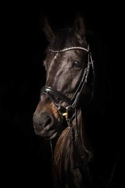 Schattig Paard Wilde Natuur — Stockfoto