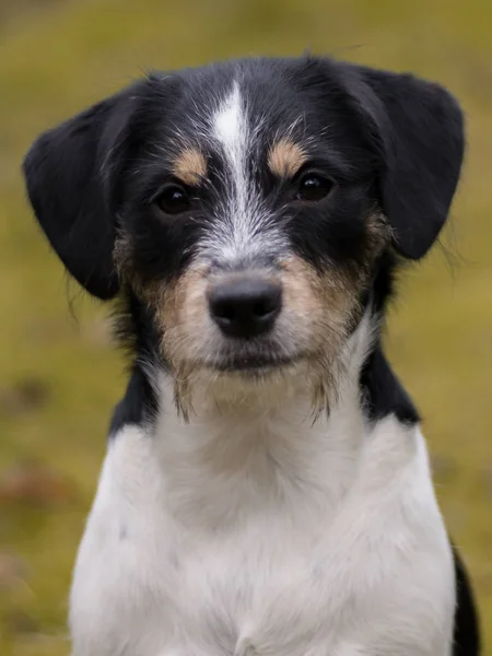 Retrato Cão Bonito — Fotografia de Stock