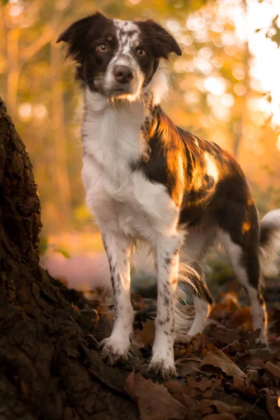 Grens Collie Raszuivere Huisdier Hond Huisdier — Stockfoto