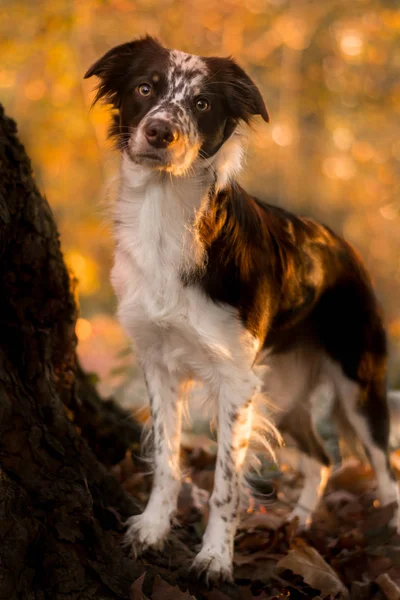 Grens Collie Raszuivere Huisdier Hond Huisdier — Stockfoto