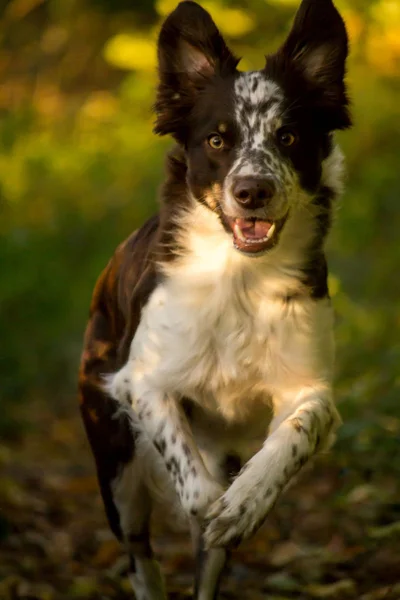 Border Collie Purebred Domestic Dog Pet Animal — Stock Photo, Image