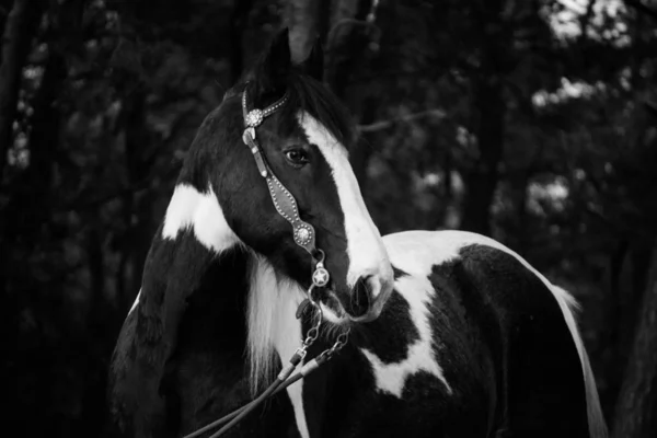 Carino Cavallo Natura Selvaggia — Foto Stock