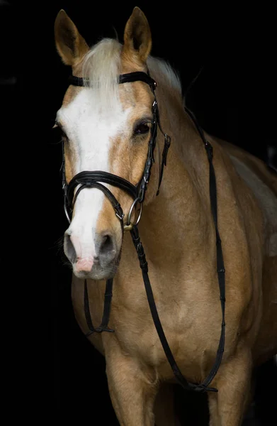 Schattig Paard Wilde Natuur — Stockfoto