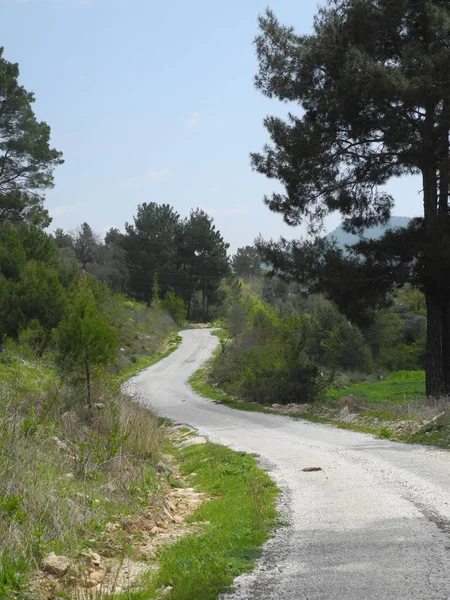 Strada Tacchino Strada Sterrata Foresta Natura Albero Alberi Avvolgimento Avvolgimento — Foto Stock