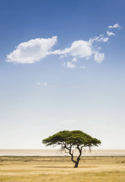 Een Boom Een Wolk Etosha National Park Noordwest Namibië Afrika — Stockfoto