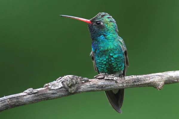 Hummingbird Bico Largo Macho Cynanthus Latirostris Poleiro — Fotografia de Stock