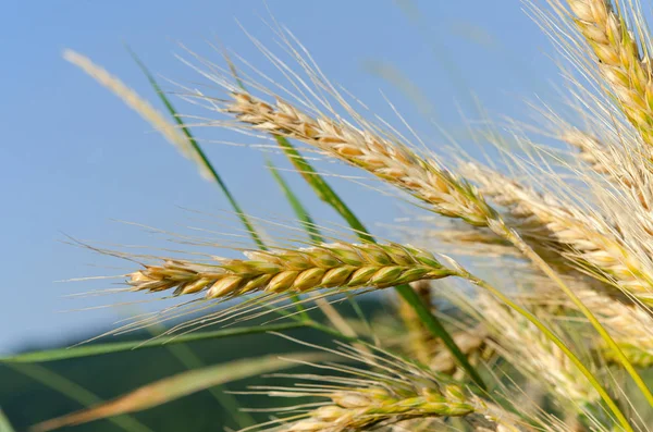 Gerst Landbouw Graangewassen — Stockfoto