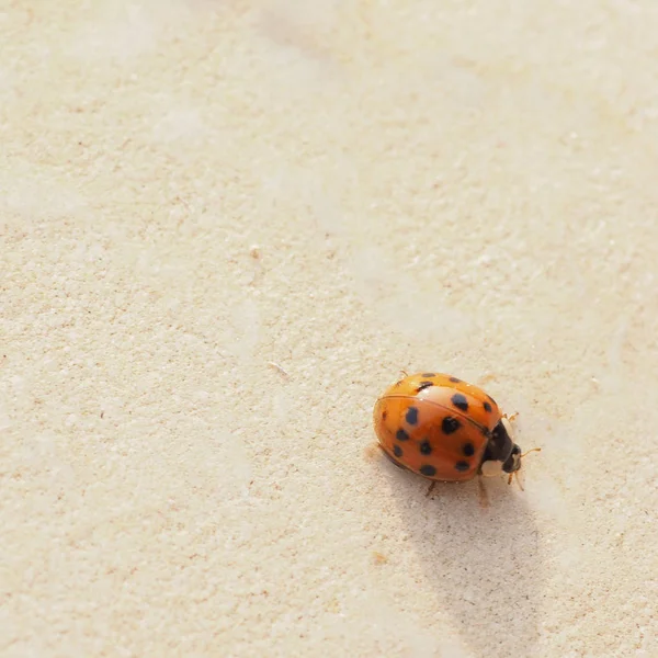 Ladybird Inseto Aka Joaninha Besouro Senhora Com Espaço Cópia — Fotografia de Stock