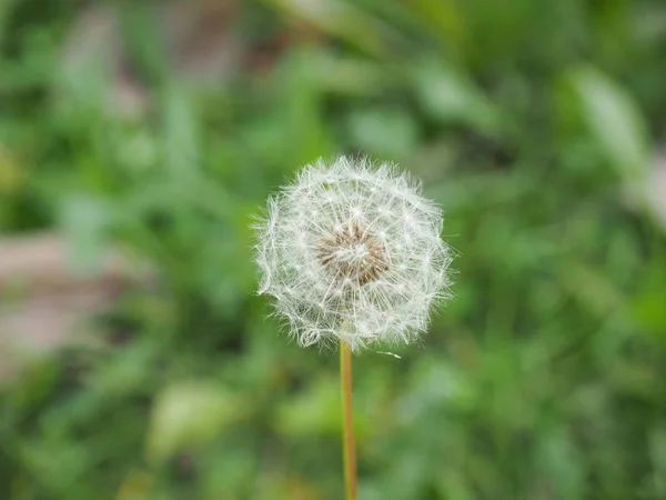 Blume Der Taraxacum Officinale Pflanze Aka Löwenzahn — Stockfoto