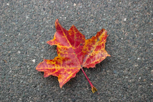 Herfst Maakt Weg Kleurrijk — Stockfoto