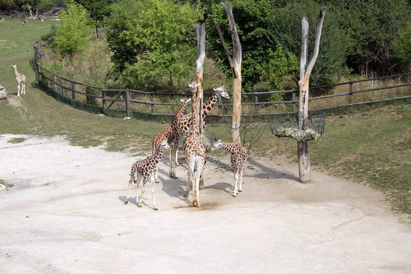 Monde Animal Girafes Faune Flore Faune — Photo