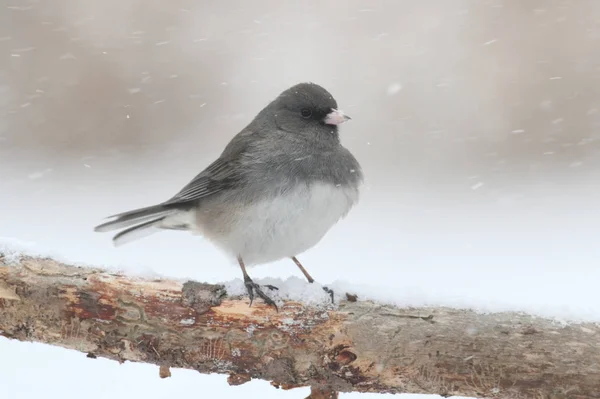 Picturesque Bird Theme Shot — Stock Photo, Image