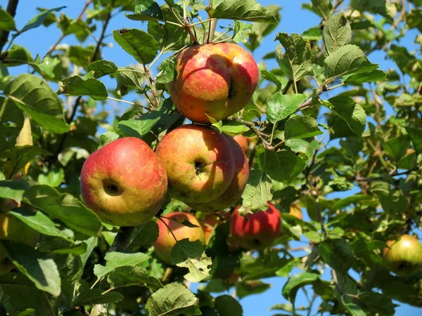 Яблука Дереві — стокове фото