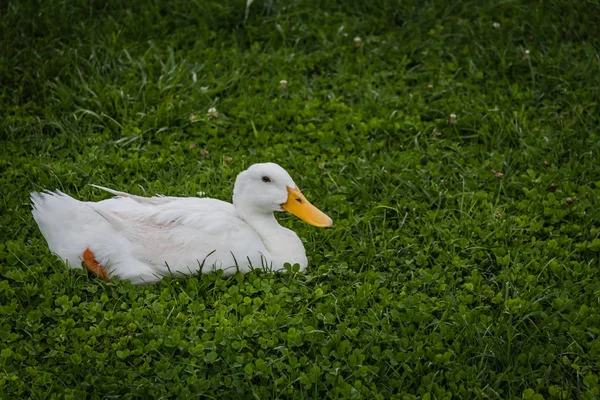 Deux Canards Blancs Sur Herbe Verte Sauvage — Photo