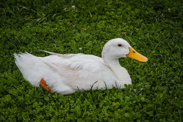 Deux Canards Blancs Sur Herbe Verte Sauvage — Photo