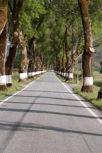 Straße Der Grünen Bäume Frühling Portugal — Stockfoto