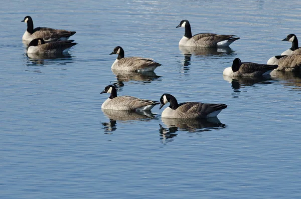 Canada Geese Resting Blue Lake — Stock Photo, Image