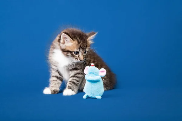 Pequeno Siberiano Neva Masquerade Gatinho Fundo Azul — Fotografia de Stock