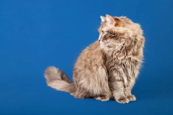 Small Siberian Neva Masquerade Kitten Blue Background — Stock Photo, Image