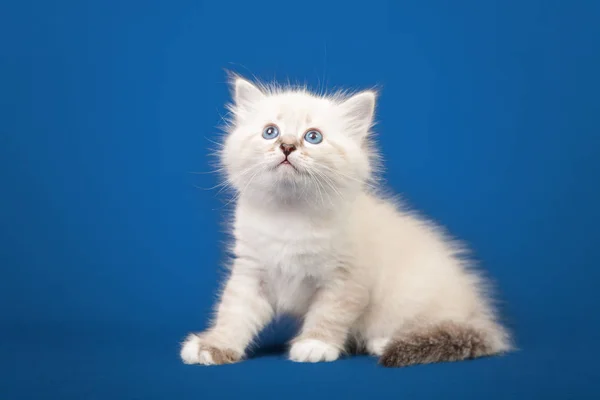Small Siberian Neva Masquerade Kitten Blue Background — Stock Photo, Image