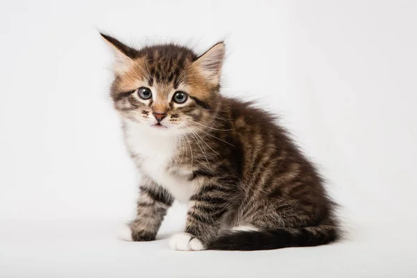 Small Siberian Neva Masquerade Kitten White Background — Stock Photo, Image