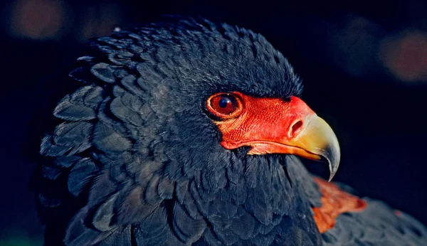 Hokkabazlar Yırtıcı Kuşun Portresi — Stok fotoğraf
