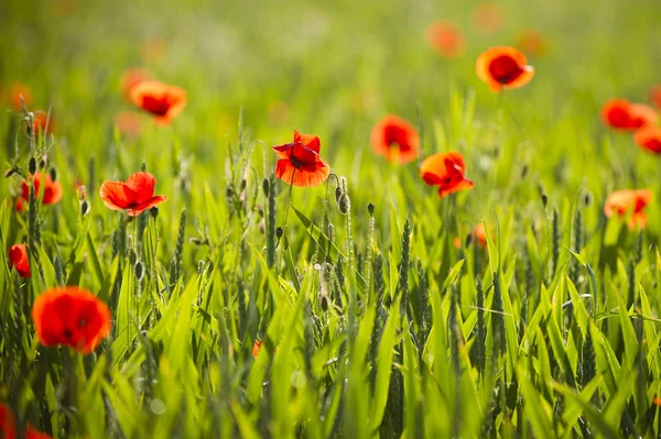 美しい野生のケシの花の近景 — ストック写真