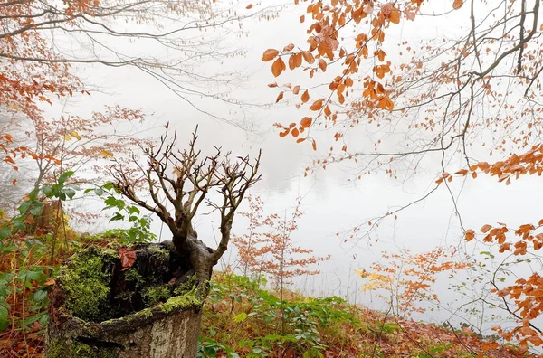 Doğanın Güzel Manzarası — Stok fotoğraf