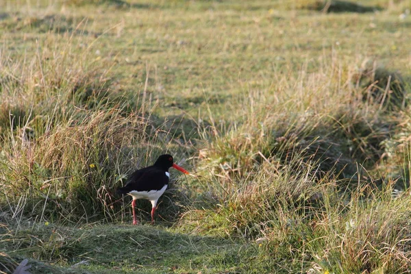 Scenic View Beautiful Oystercatcher Birds — Stock Photo, Image