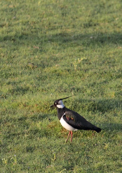 Hirondelle Dans Pré — Photo