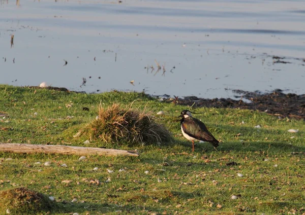 Weide Een Open Habitat Veld Begroeid Met Gras Kruiden Andere — Stockfoto