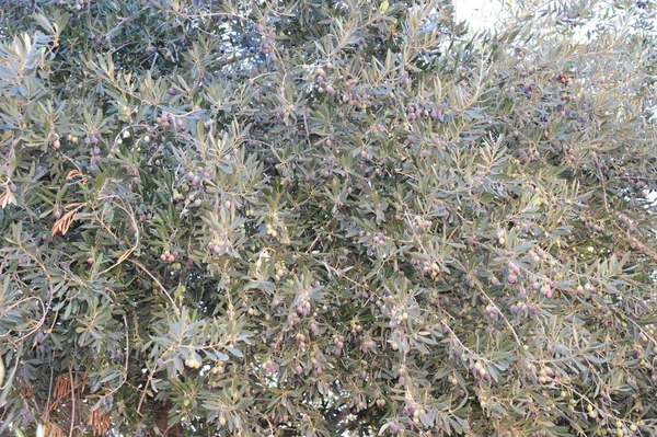 Olive Tree Spain — Stock Photo, Image