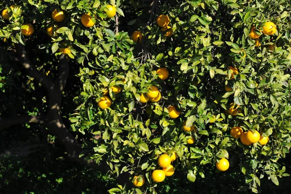 Pomarańcza Drzewie Hiszpania — Zdjęcie stockowe