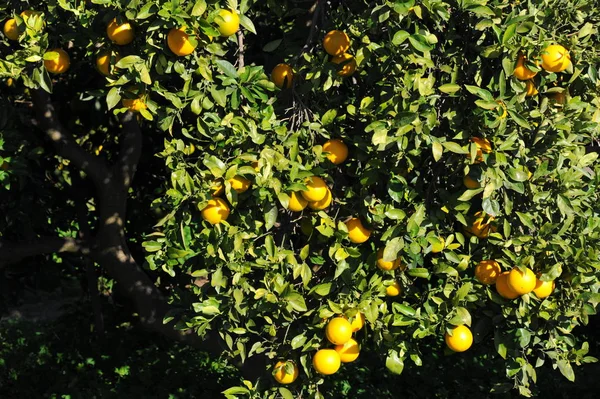 Orange Sur Arbre Espagne — Photo