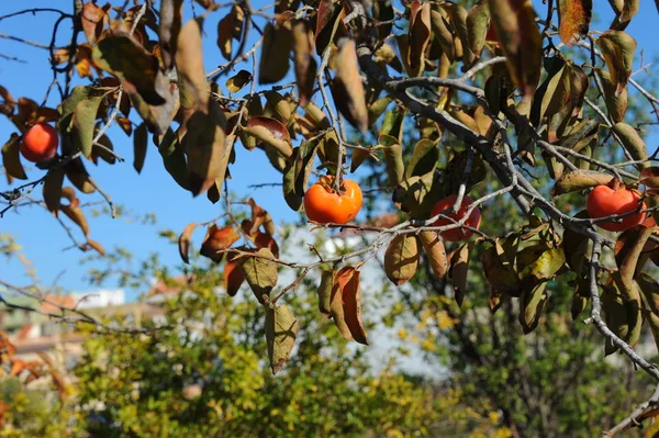 Kaki Árbol España — Foto de Stock