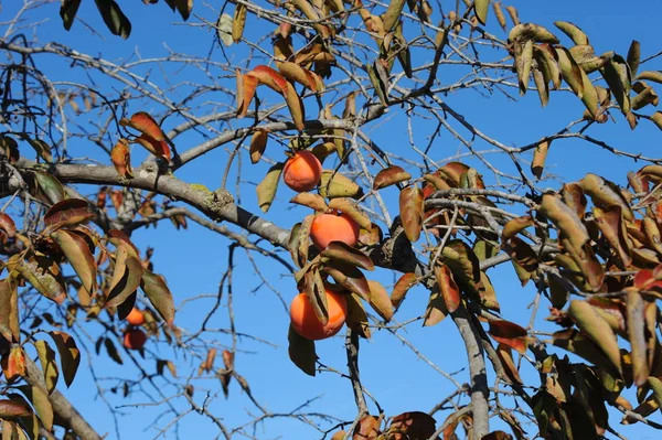 Kaki Tree Spain — стоковое фото