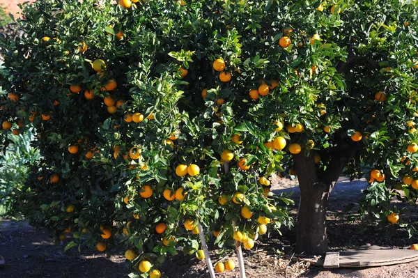Πορτοκάλια Στο Δέντρο Ισπανία — Φωτογραφία Αρχείου