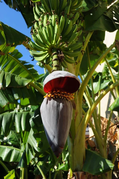 Pianta Tropicale Albero Delle Banane — Foto Stock