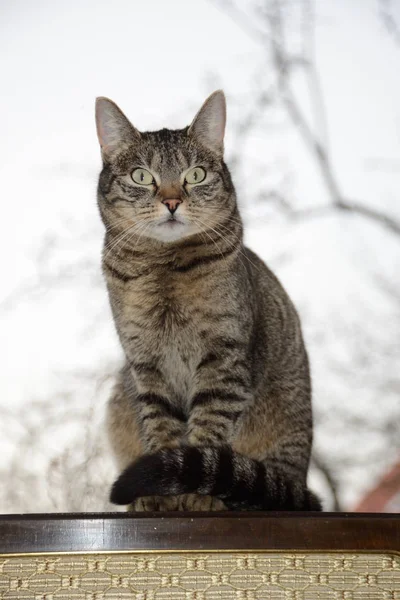 Gato Gato Doméstico Animal Estimação Listrado Carapau Animal Retrato — Fotografia de Stock