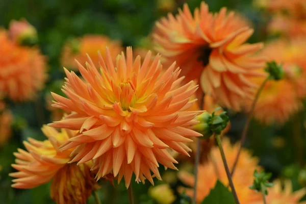 Close View Beautiful Blooming Dahlia — Stock Photo, Image