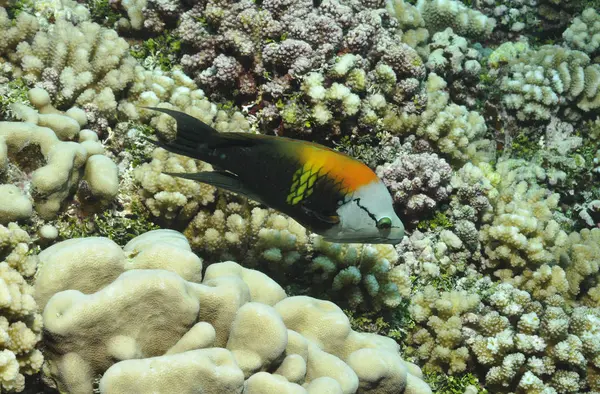 水下摄影 加勒比海洋生物 图库图片