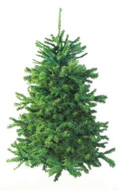 Pure Green Fir Christmas Tree with No Decoration, Isolated on White Background. clipart