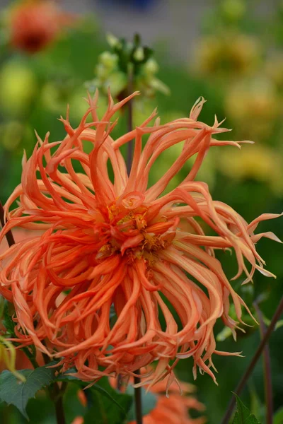 Närbild Vackra Blommande Dahlia — Stockfoto