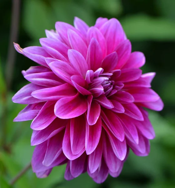 Close View Beautiful Blooming Dahlia — Stock Photo, Image